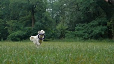 4 k yavaş hareket. Köpek eğitim. Bir adam öğretim ve parkta açık bir Golden retriever köpek eğitim.