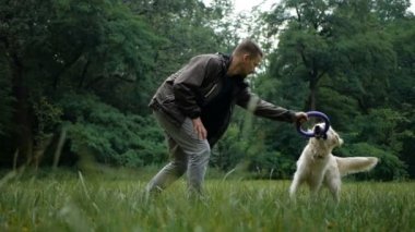 4 k yavaş hareket. Köpek eğitim. Bir adam öğretim ve parkta açık bir Golden retriever köpek eğitim.