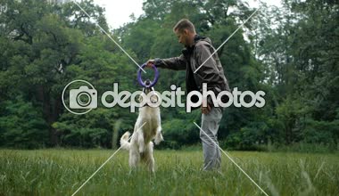 4 k yavaş hareket. Köpek eğitim. Bir adam öğretim ve parkta açık bir Golden retriever köpek eğitim.