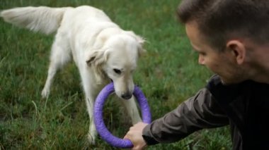4 k yavaş hareket. Köpek eğitim. Bir adam öğretim ve parkta açık bir Golden retriever köpek eğitim.