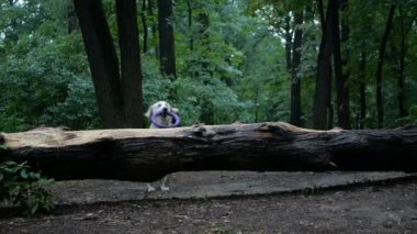 4 k yavaş hareket. Köpek eğitim. Oynarken ya da oyuncak hayvan Doğa Park açık, açık için eğitim golden retriever köpek.