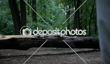 4 k yavaş hareket. Köpek eğitim. Oynarken ya da oyuncak hayvan Doğa Park açık, açık için eğitim golden retriever köpek.