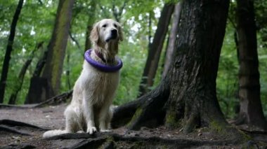 4 k yavaş hareket. Köpek eğitim. Oynarken ya da oyuncak hayvan Doğa Park açık, açık için eğitim golden retriever köpek.