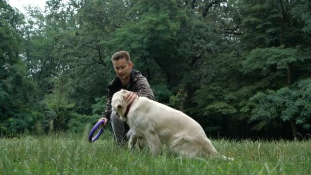 Cámara Lenta Entrenamiento Perros Hombre Está Enseñando Entrenando Perro Golden — Vídeos de Stock