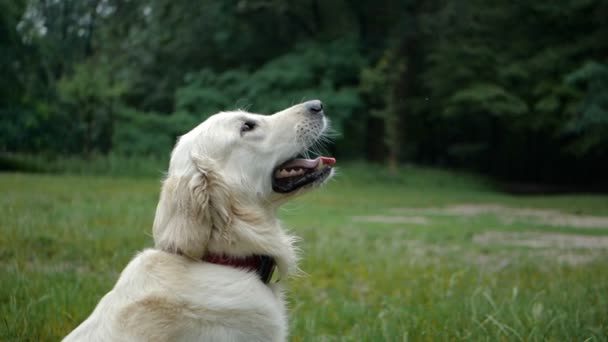 慢动作 狗训练 金黄猎犬狗玩或训练与玩具为动物户外在自然室外在公园里 — 图库视频影像