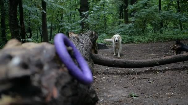 慢动作 狗训练 金黄猎犬狗玩或训练与玩具为动物户外在自然室外在公园里 — 图库视频影像