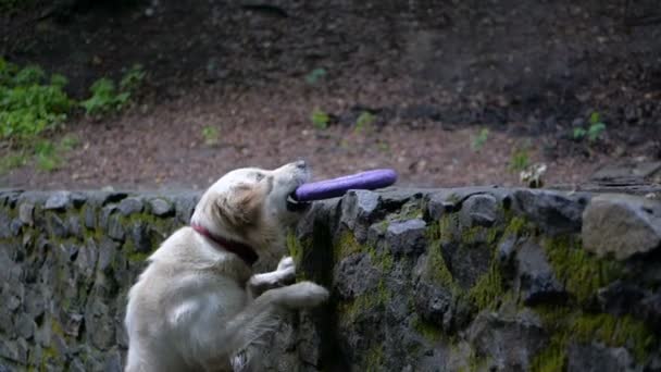 Slowmotion Hundträning Golden Retriever Hund Leker Eller Tränar Med Leksak — Stockvideo