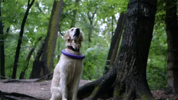 Slowmotion Hundträning Man Undervisning Och Utbildning Golden Retriever Hund Utomhus — Stockvideo