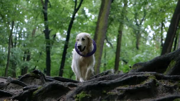 慢动作 狗训练 金猎犬狗在公园户外训练 — 图库视频影像