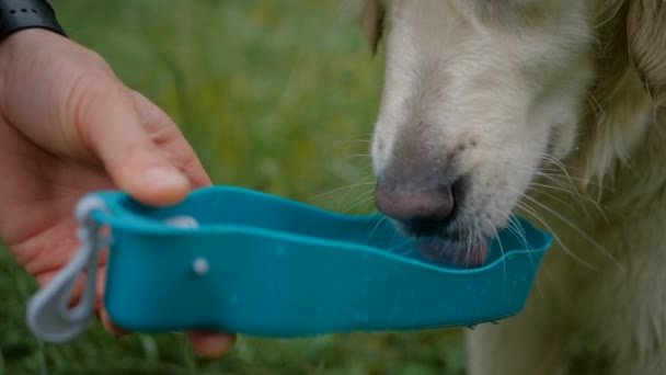 スローモーション Gollden レトリーバー犬の飲料水からポータブル インスタント犬飲む水のボトル 公園で — ストック動画