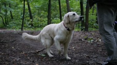4 k yavaş hareket. Köpek eğitim kavramı. Bir adam oynarken ve parkta açık bir Golden retriever köpek eğitim.