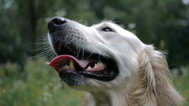 4 k yavaş hareket. Golden retriever köpek eğitim açık park.