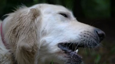 4 k yavaş hareket. Golden retriever köpek eğitim açık park.
