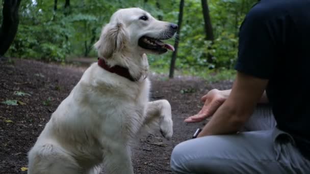 Yavaş Hareket Köpek Eğitim Kavramı Bir Adam Oynarken Parkta Açık — Stok video