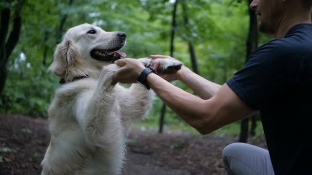 Cámara Lenta Concepto Entrenamiento Para Perros Hombre Está Jugando Entrenando — Vídeo de stock