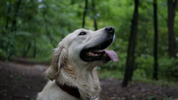 Zwolnionym Tempie Golden Retriever Pies Ćwiczenie Odkryty Parku — Wideo stockowe