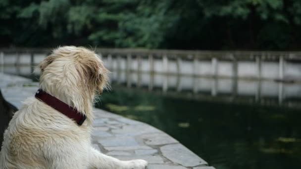 Cámara Lenta Golden Retriever Entrenamiento Perros Aire Libre Parque — Vídeo de stock