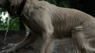 4 k yavaş hareket. Golden retriever köpek su kendilerini kapalı yüzme sonra göle sallayarak.