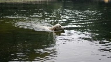 4 k yavaş hareket. Golden retriever köpek suya atlama ve park havuzda yüzme