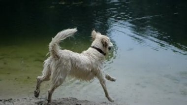 4 k yavaş hareket. Golden retriever köpek suya atlama ve park havuzda yüzme