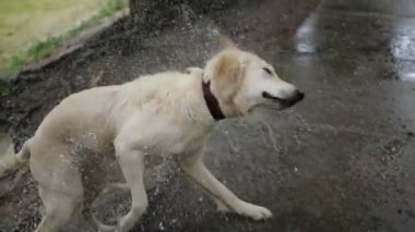 4 k yavaş hareket. Golden retriever köpek su kendilerini kapalı yüzme sonra göle sallayarak.
