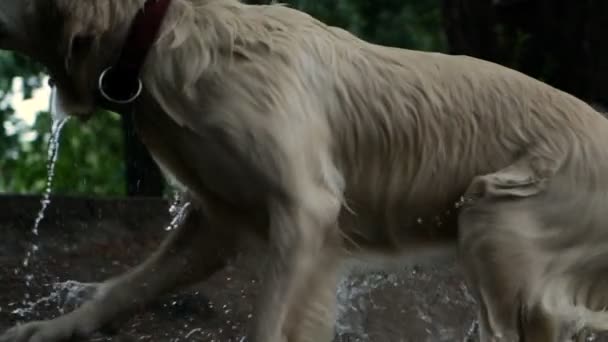 Zeitlupe Golden Retriever Hund Schüttelt Sich Nach Schwimmen See Wasser — Stockvideo