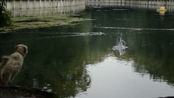 Ralenti Golden Retriever Dog Sautez Dans Eau Nagez Dans Étang — Video