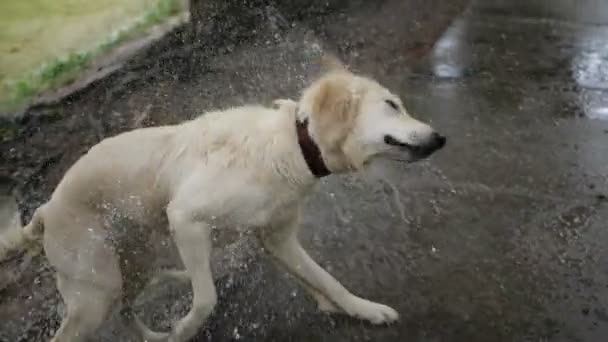 スローモーション 湖で泳いだ後自身を離れて水を揺れゴールデンレトリーバー犬 — ストック動画