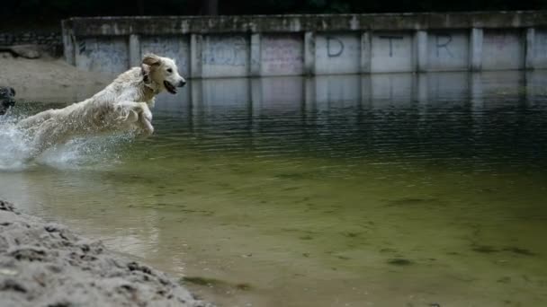 Медленное Движение Золотая Собака Ретривер Прыжок Воду Купание Пруду Парка — стоковое видео