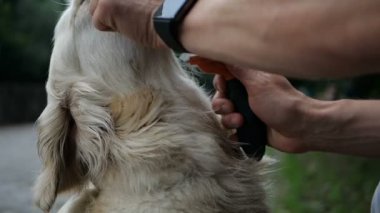 4 k yavaş hareket. Sahibi adam tarama ve açık park Golden retriever köpek yün fırçalama