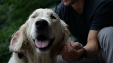 4 k yavaş hareket. Sahibi adam tarama ve açık park Golden retriever köpek yün fırçalama