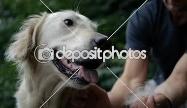 4 k yavaş hareket. Sahibi adam tarama ve açık park Golden retriever köpek yün fırçalama