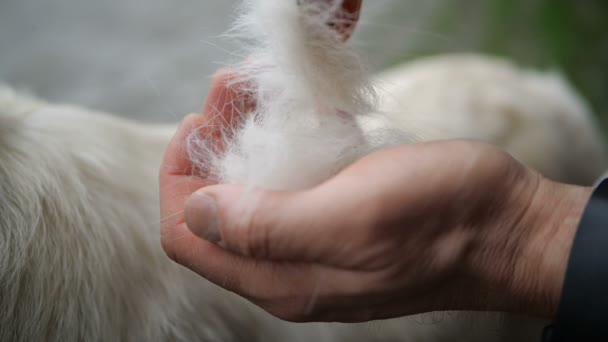 Movimento Lento Homem Proprietário Está Penteando Escovando Cão Golden Retriever — Vídeo de Stock