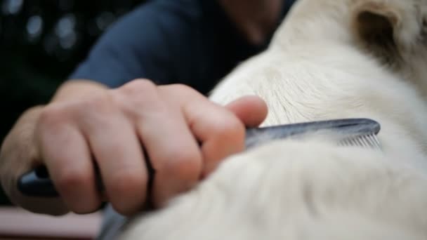 Slow Motion Eigenaar Man Kammen Borstelen Van Golden Retriever Hond — Stockvideo