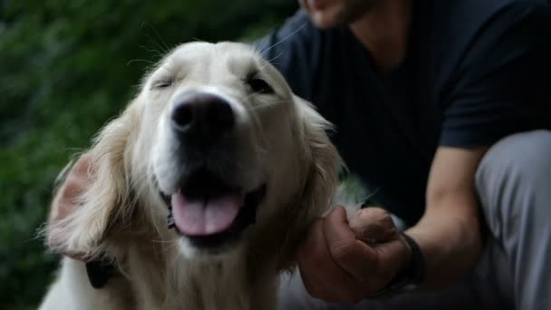 Cámara Lenta Propietario Está Peinando Cepillando Lana Perro Golden Retriever — Vídeo de stock