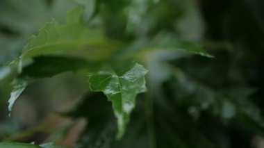 4 k yavaş hareket. Yeşil yaprakları, Doğa, yeşil, şaşırtıcı doğa orman park yağmur ağaçlar üzerinde damla, damla yaprak güzel