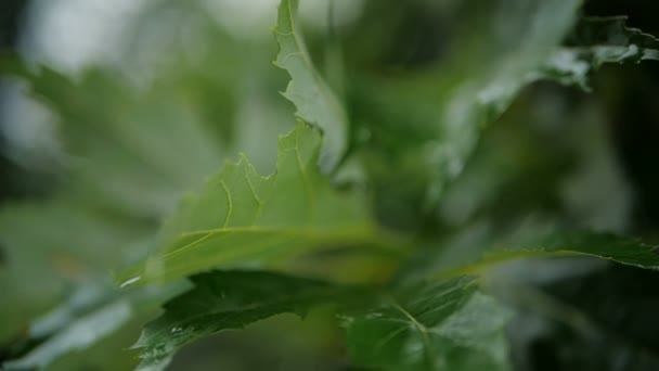 Slowmotion Gröna Blad Vacker Natur Grön Fantastisk Natur Skogspark Regnet — Stockvideo