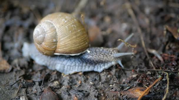 Un escargot, Helix pomatia, avec des antennes tentaculaires rampant dans le sous-bois en macro gros plan Gros plan. Macro. Détail élevé. 4K 
