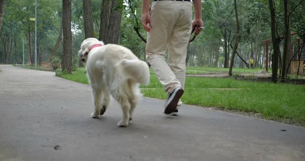 Eigenaar Wandelen Met Goldeowner Wandelen Met Golden Retriever Hond Samen — Stockfoto