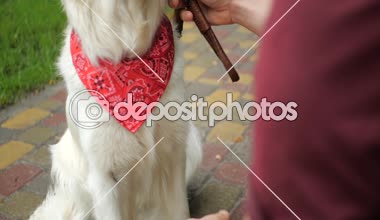 Golden Retriever köpek ile birlikte parkta yürüyüş Goldeowner ile yürüme sahibi