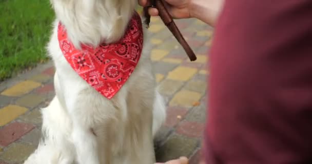 Ägare Promenader Med Goldeowner Promenader Med Golden Retriever Hund Tillsammans — Stockvideo