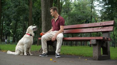 Golden Retriever köpek ile birlikte parkta yürüyüş sahibi