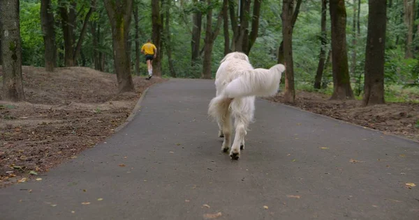 Eigenaar Wandelen Met Golden Retriever Hond Samen Park — Stockfoto