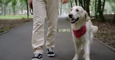 Golden Retriever köpek ile birlikte parkta yürüyüş Goldeowner ile yürüme sahibi
