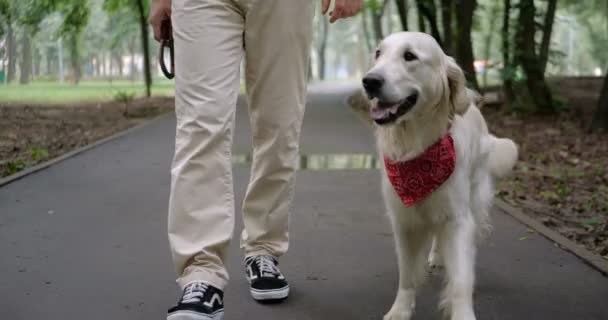 Ägare Promenader Med Goldeowner Promenader Med Golden Retriever Hund Tillsammans — Stockvideo