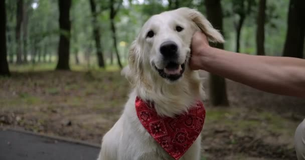 Proprietario Che Cammina Con Cane Golden Retriever Insieme Nel Parco — Video Stock