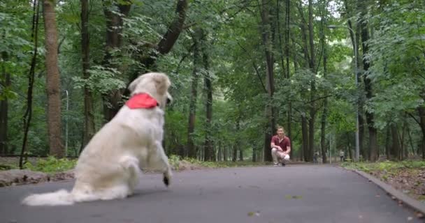 ゴールデンレトリーバー犬を連れて歩いて 公園で一緒に所有者 — ストック動画