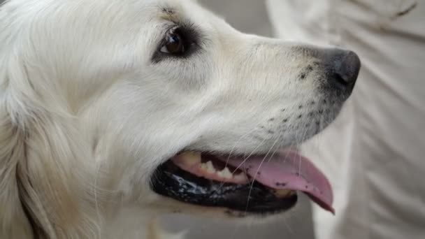 Golden Retriever Dog Drinking Water Park Water Splashing Slow Motion — Stock Video