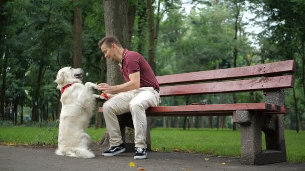 Proprietário Andando Com Cão Golden Retriever Juntos Parque — Vídeo de Stock