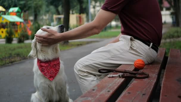 Herrchen Geht Mit Golden Retriever Hund Gemeinsam Park Spazieren — Stockvideo